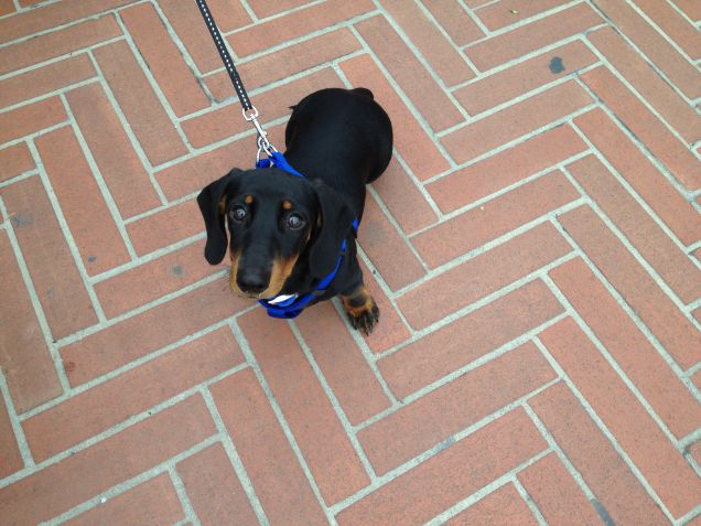 Sono tenero e dispettoso