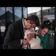 Pets at Work - L'iniziativa Purina per portare il cane in ufficio!