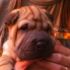 cuccioli shar pei