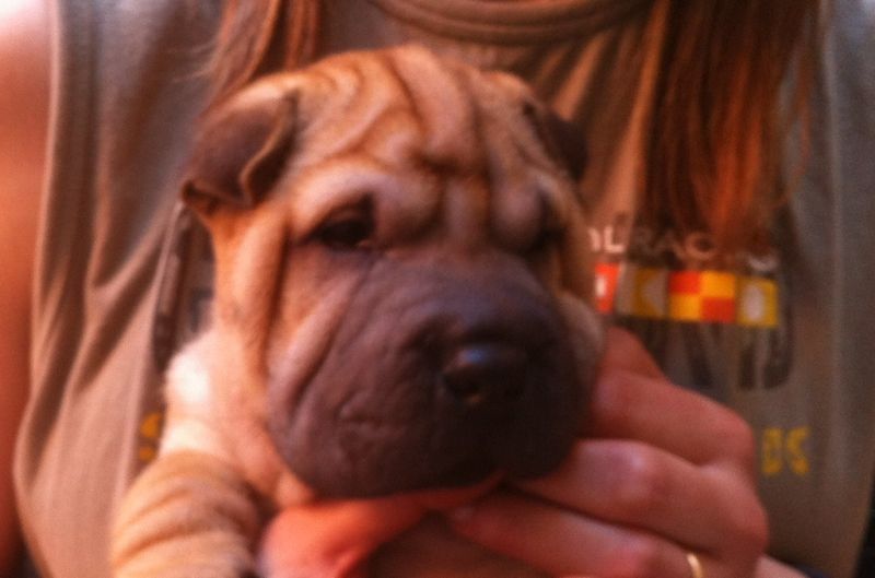 cuccioli shar pei