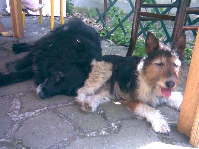 Lilly fa da cuscino a Biko