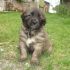 cuccioli di leonberger 