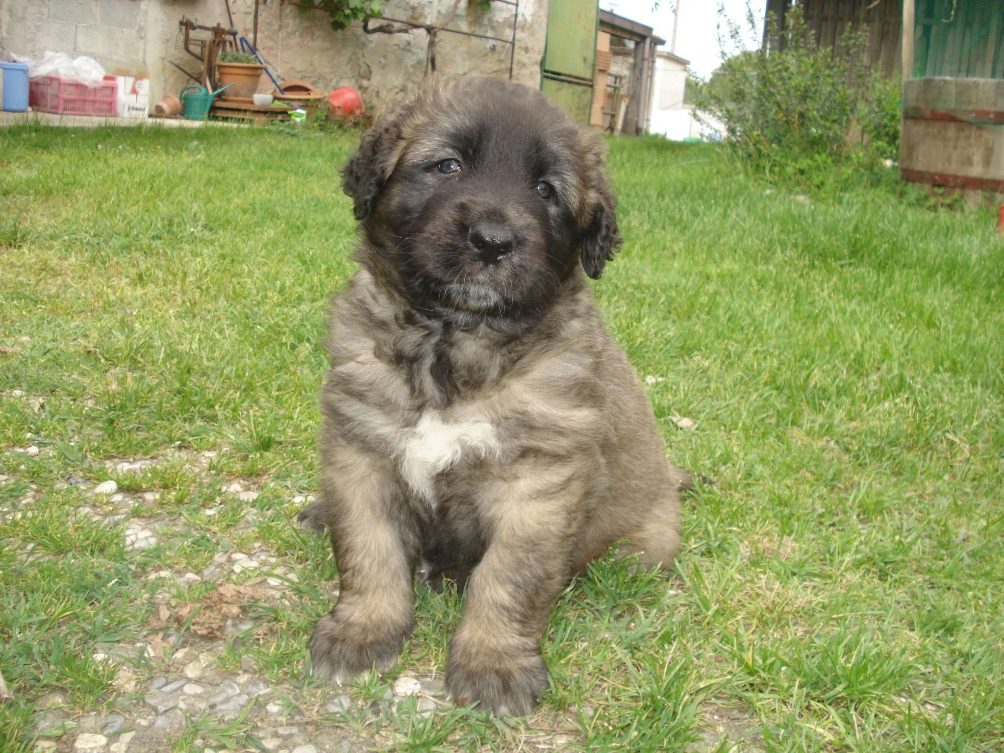 cuccioli di leonberger | Petpassion