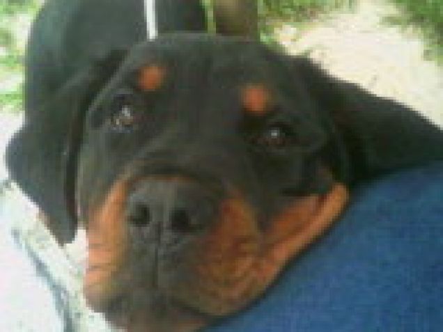 rott