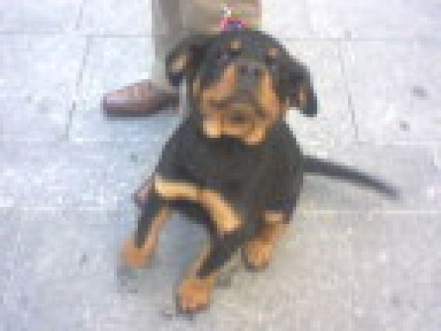 cucciolo di rott