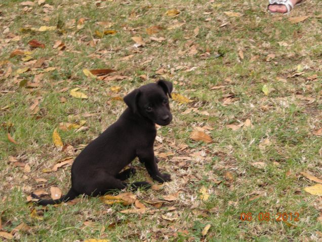 Pongo tenero cucciolo