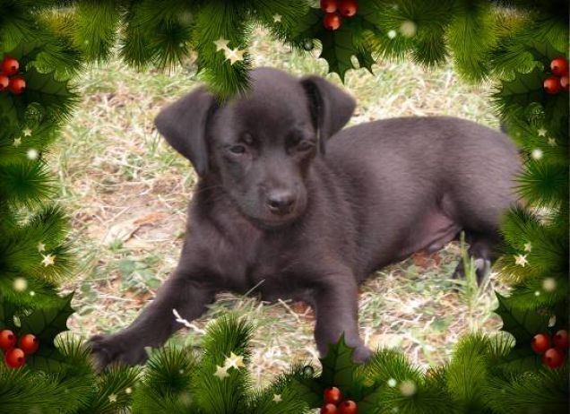 vi auguro un natale di coccole!