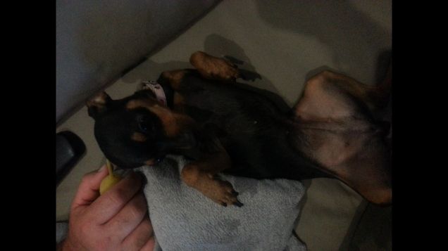 I miei Amori, Tiffany, Romeo e Micia