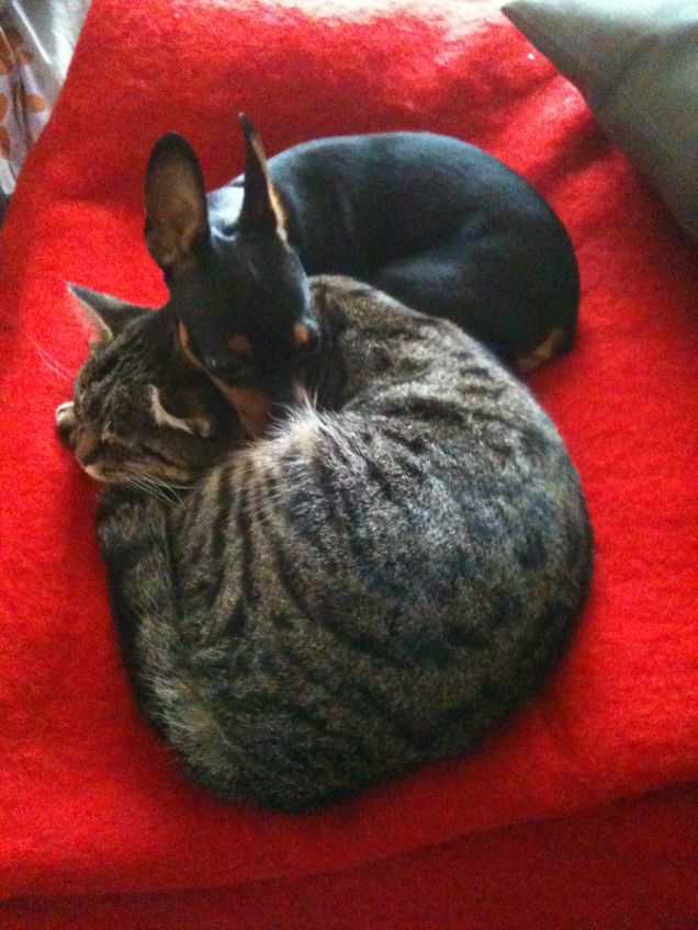 tiffany e micia fanno le ninne