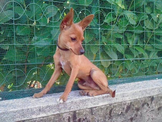 togo la mia piccola peste