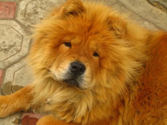 La mia compagnia più grande e affettuosa)))))))))