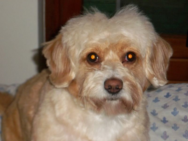 A.A.A. Cercasi compagna