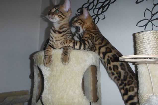 KIMI BENGAL UDAR E ULISSE