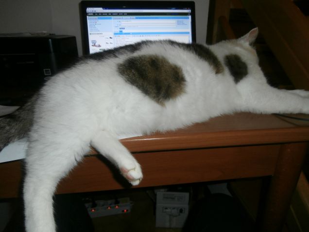 bruttolo l'ostruzionista