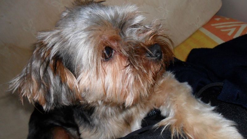 Yorkshire per accoppiamento