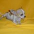 Cerco  cucciolo di chihuahua toy in regalo o prezzo ragionevole