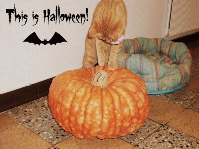 This Is Halloween!