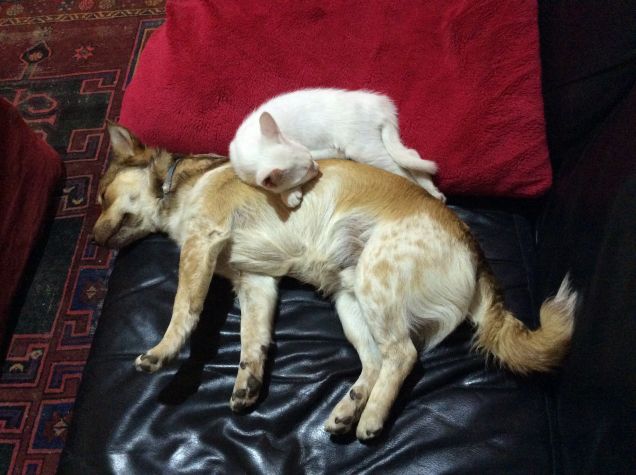 Non esiste amore più grande 