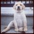 Ultima cucciola labrador miele con pedigree  Euro 800