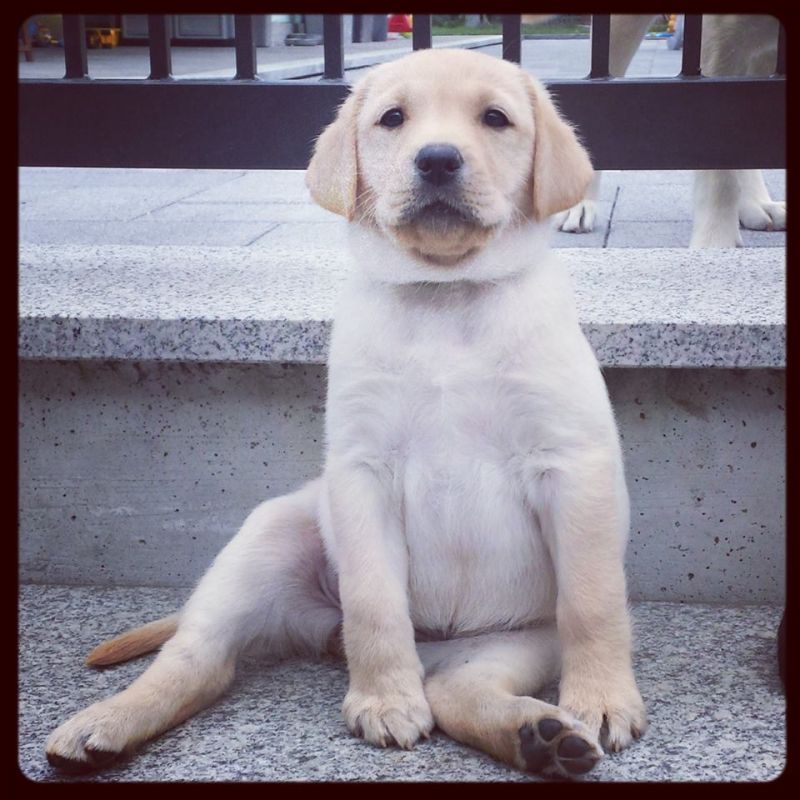 Ultima cucciola labrador miele con pedigree  Euro 800