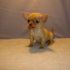 Cerco in regalo cucciolo femmina di Chihuahua Mini Toy