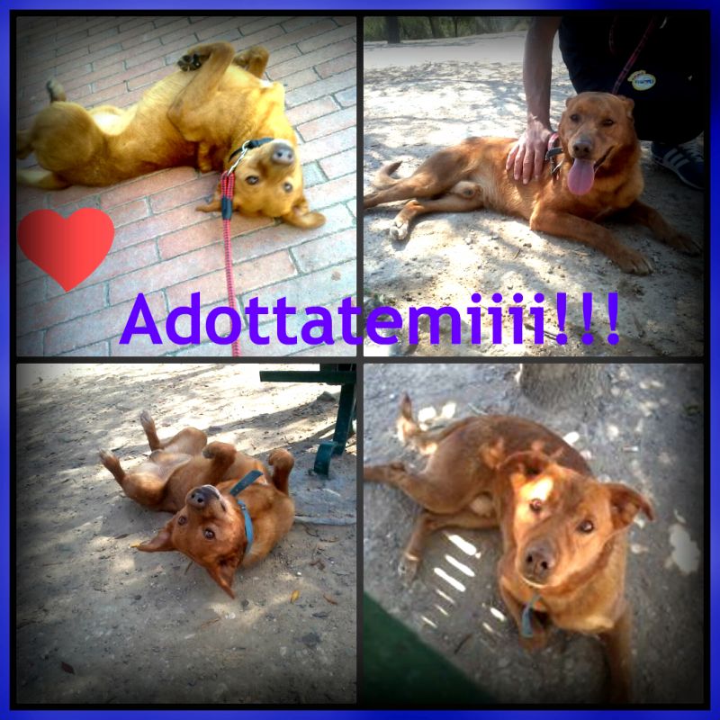 Miele cerca una famiglia