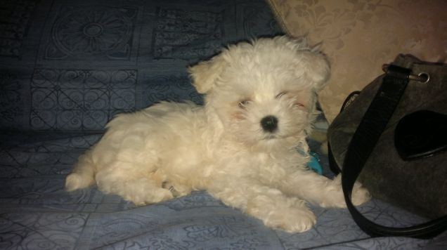 La mia piccola Peste