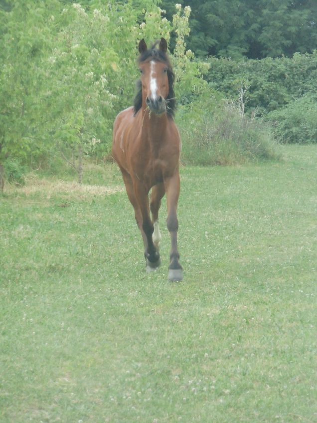 Bebas...significa libera in indonesiano...