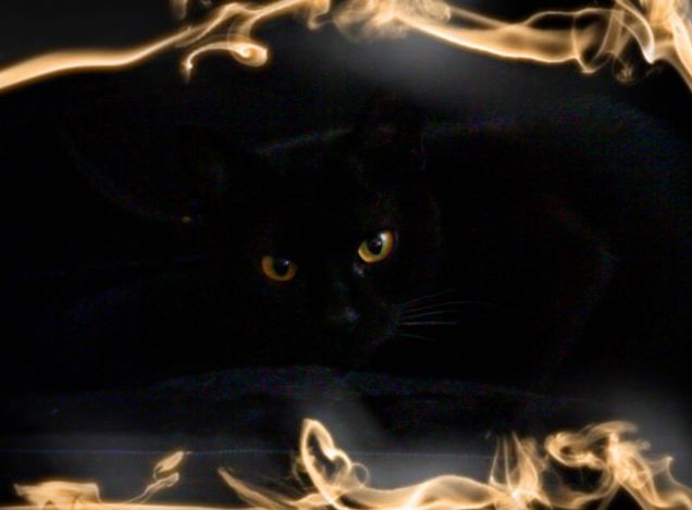 il mio gatto infernale