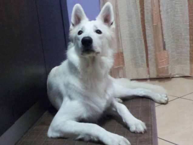 Eyssey che aspetta la cena