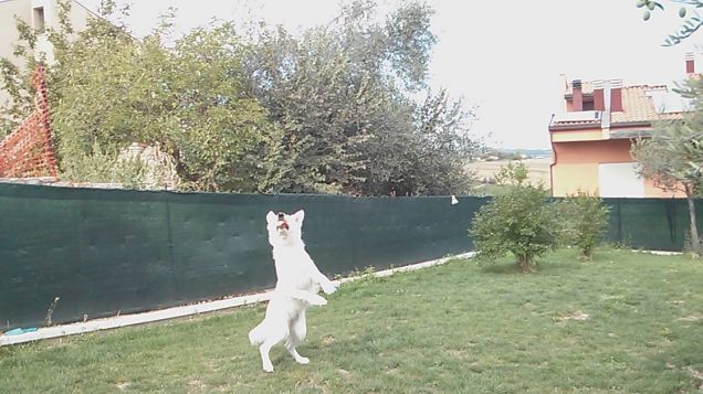 Eyssey  e la sua pallina...