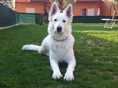 Eyssey Star Z Rance Montara