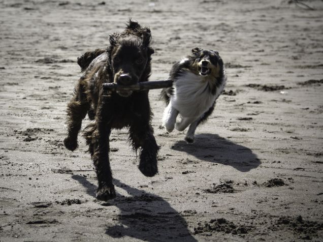 Radicchio e LattUga liberi di giocare....