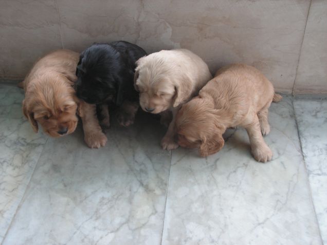 cuccioli di cocker.. chocolate ariel miele e beco!