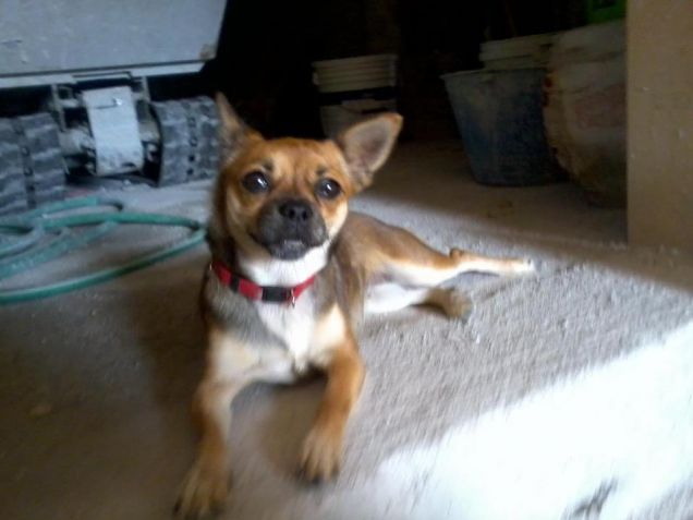 Sally la mia piccola peste.....