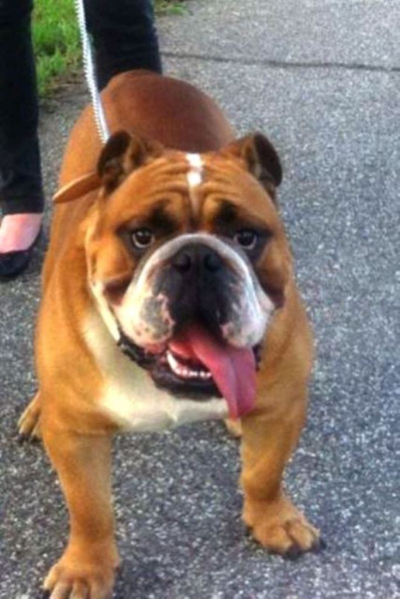 Bulldog Inglese disponibile per monta