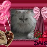 DAISY