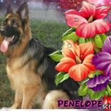 PENELOPE