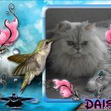 DAISY