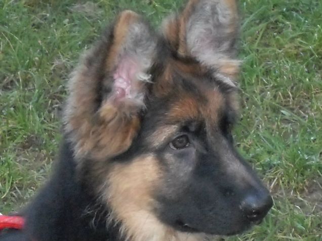 Per chi non mi conosce ? Sono Penelope da cucciola !!!!!! 