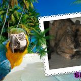 SISSI