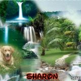 SHARON
