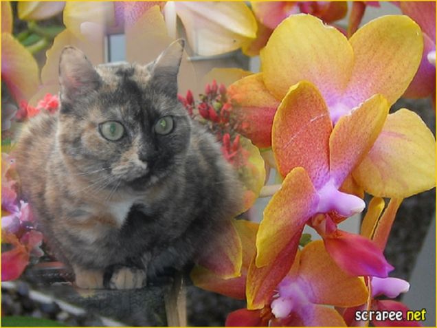 LA PRINCIPESSA SISSI