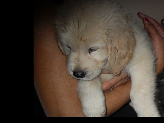 Per chi non mi  conosce io sono Sharon da cucciola !!!!!