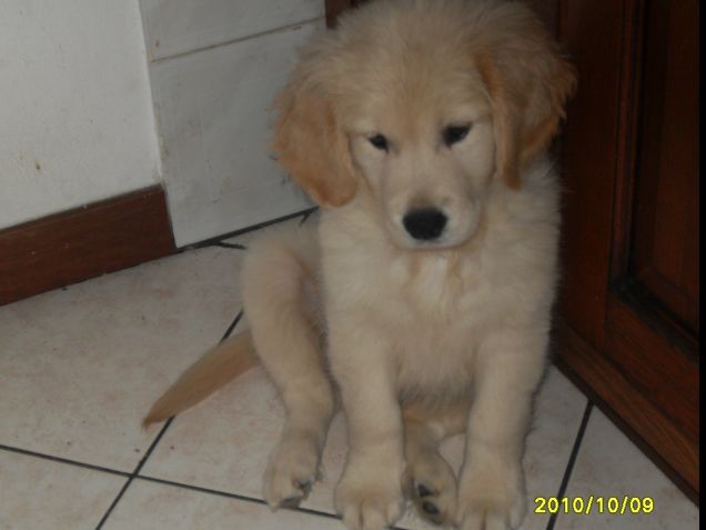 Per chi non mi  conosce io sono Sharon da cucciola !!!!!