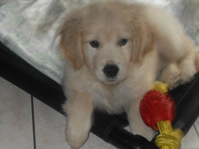 Per chi non mi  conosce io sono Sharon da cucciola !!!!!