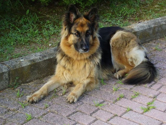 La nostra Scout in tutto il suo splendore!