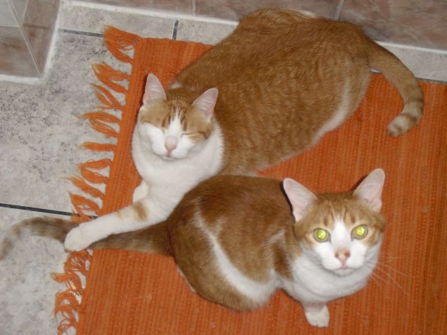 'Io lo tengo mamy, così rimane in posa per la foto!'