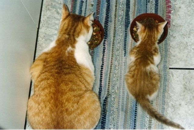 La prima pappa insieme