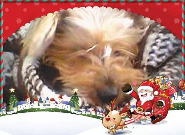 il mio cucciolotto freddoloso